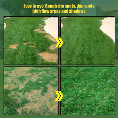 🌱🌱🌱7-Day Germination Evergreen Dwarf Grass Seed