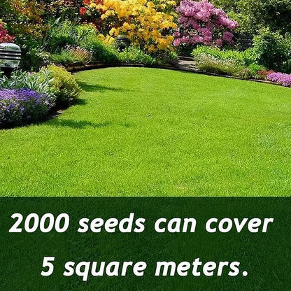 🌱🌱🌱7-Day Germination Evergreen Dwarf Grass Seed
